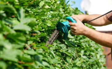 Beukenhaag tuinafsluiting: Voordelen, Soorten & Prijs