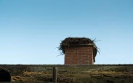 Vogelnest verwijderen uit schouw