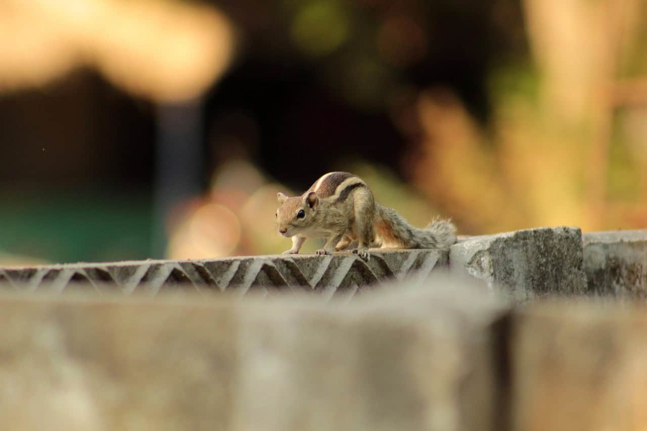 Image by VISWAPREM ANBARASAPANDIAN from Pixabay