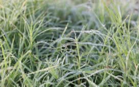 Kan ik gras zaaien in januari?